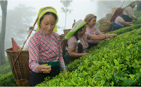 Coffee farmers