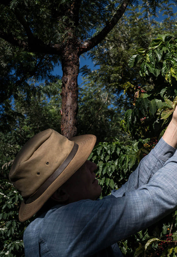 Doug Welsh picking coffee beans off of a tree